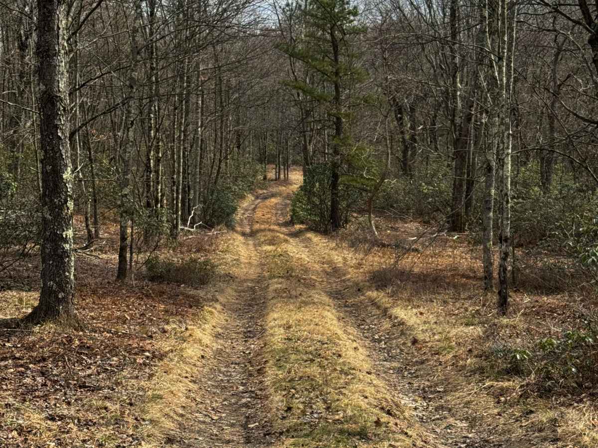 East Branch Road photo 2