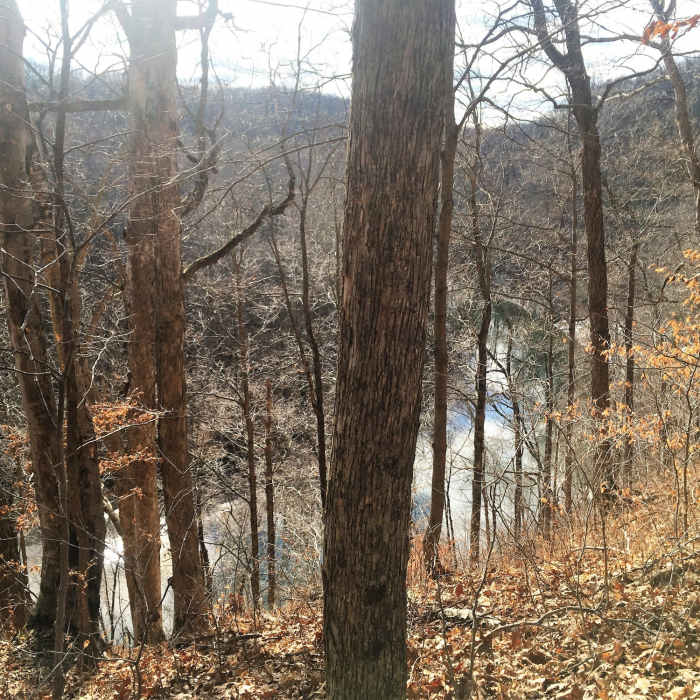 Near Tall Timbers Nature Trail