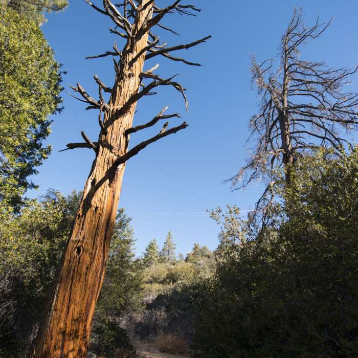Near Silver Moccasin Trail Hike via Upper Chilao Trailhead
