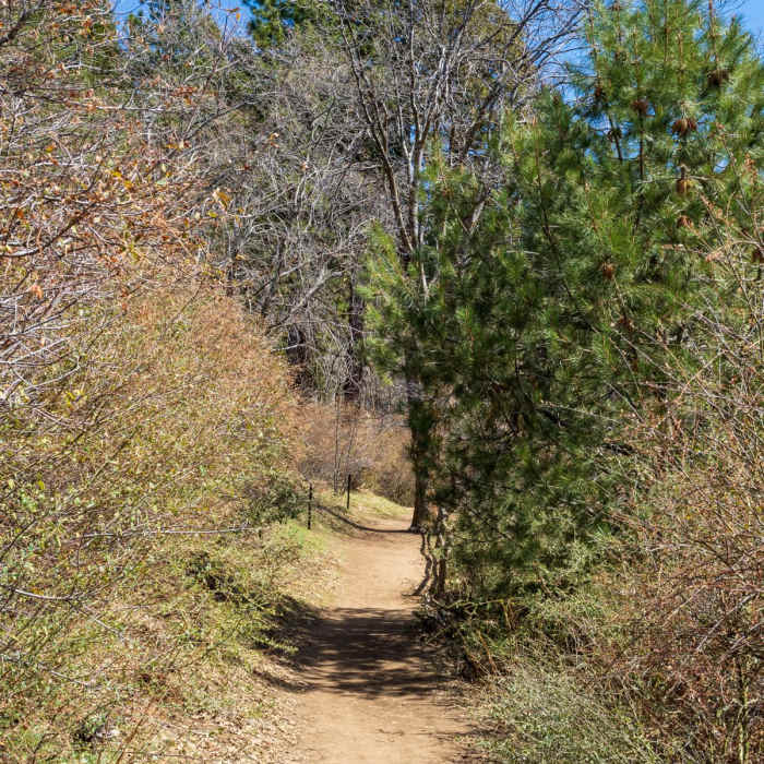 Near Heaps Peak Arboretum Sequoia Loop