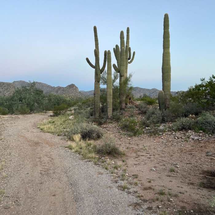 Near Mule Deer Trail