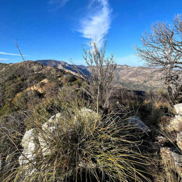 Near Arizona Trail Passage 12: Oracle Ridge