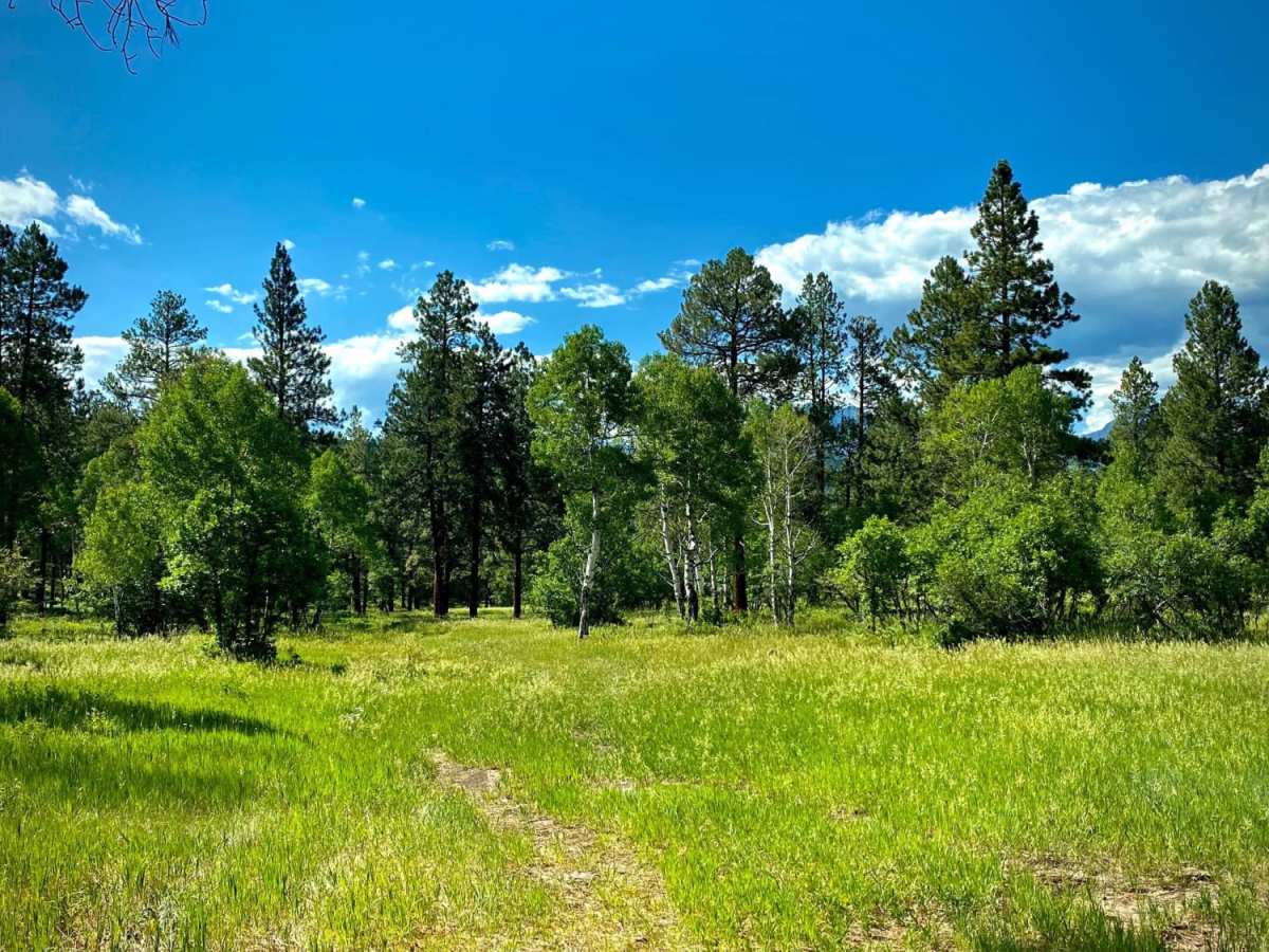 Fawn Gulch F-Fr Rd 666F photo 5