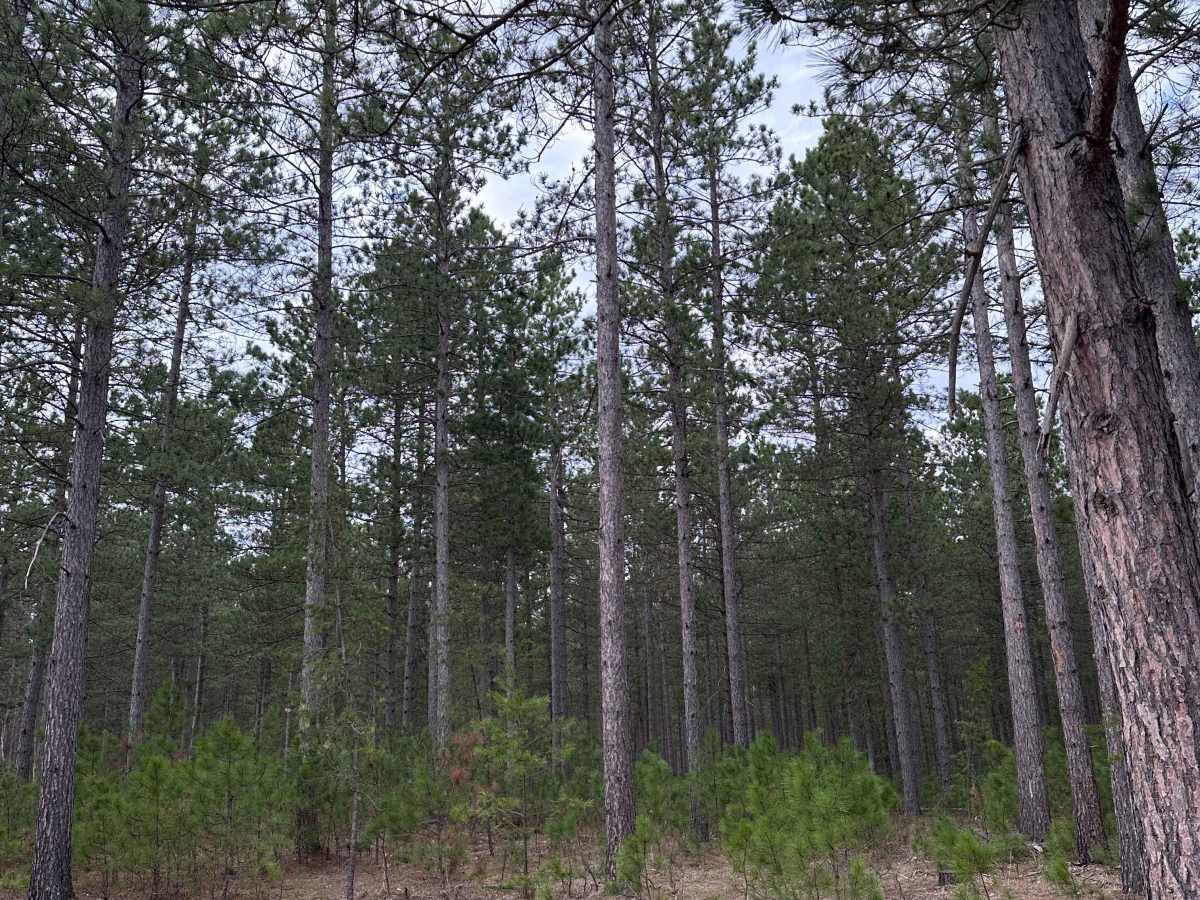 East West Forest Road photo 5
