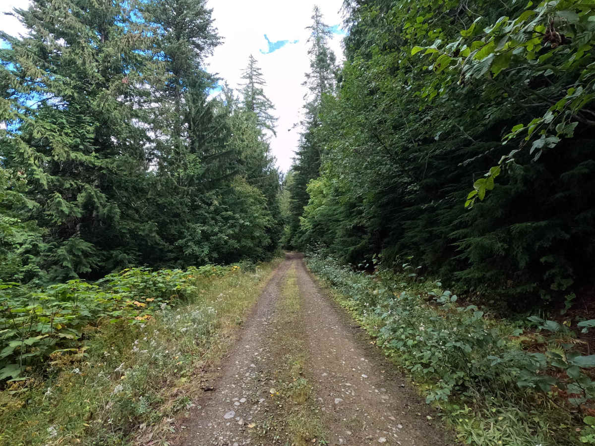 Bear Paw Ridge South - FS 515020 photo 3
