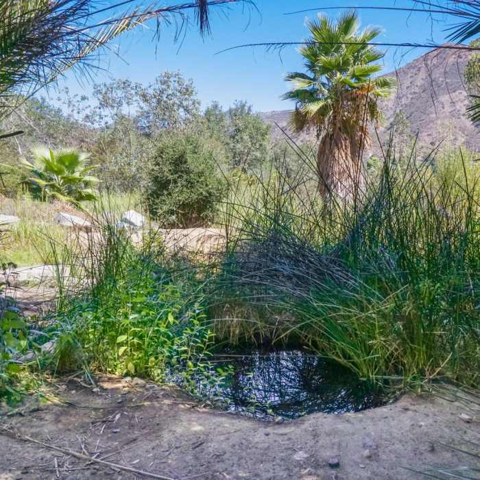 Near San Juan Creek Trail