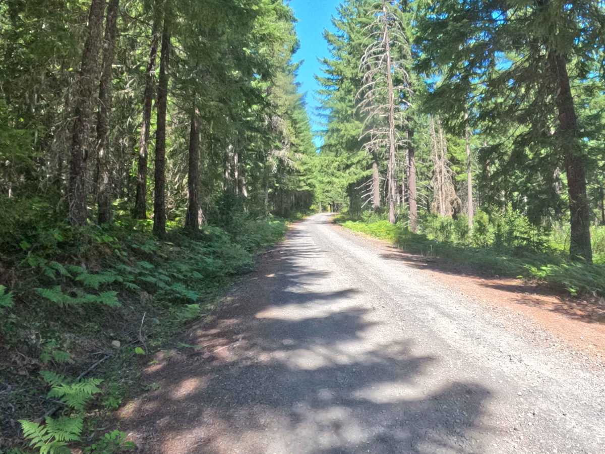 Section 3 Road - FS 2067525  trail photo