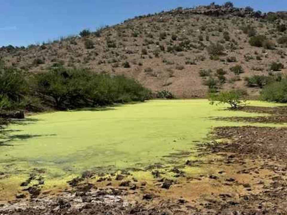 BLM SS1045 photo 5