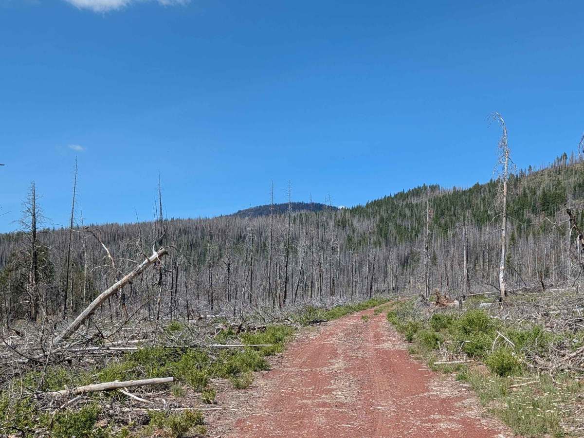 Horse North - FS 44N08 trail photo