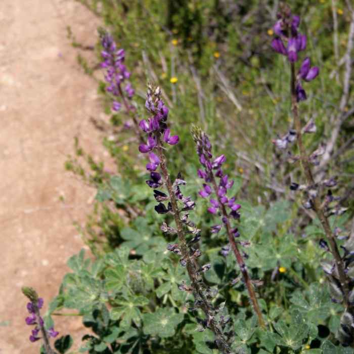 Near Three Sisters Falls