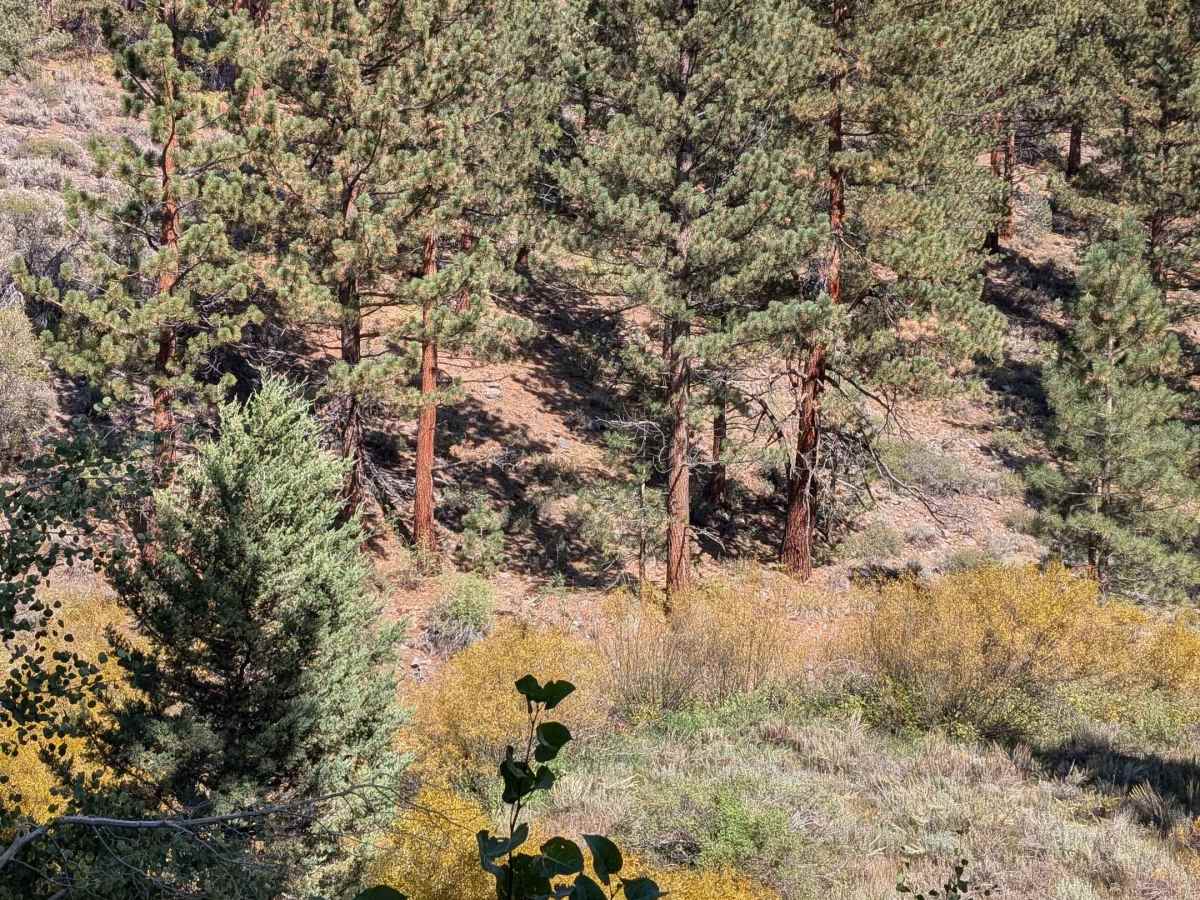 Leviathan Mine Road photo 6