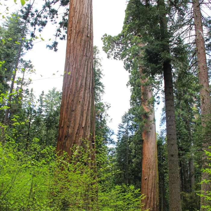 Near North Grove Trail