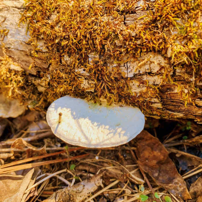 Near North-South National Scenic Trail Near North-South National Scenic Trail