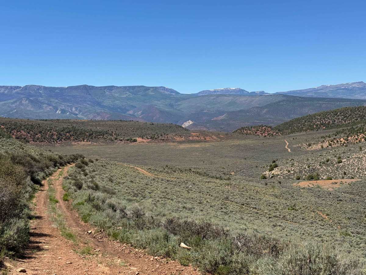 BLM 8487 photo 6