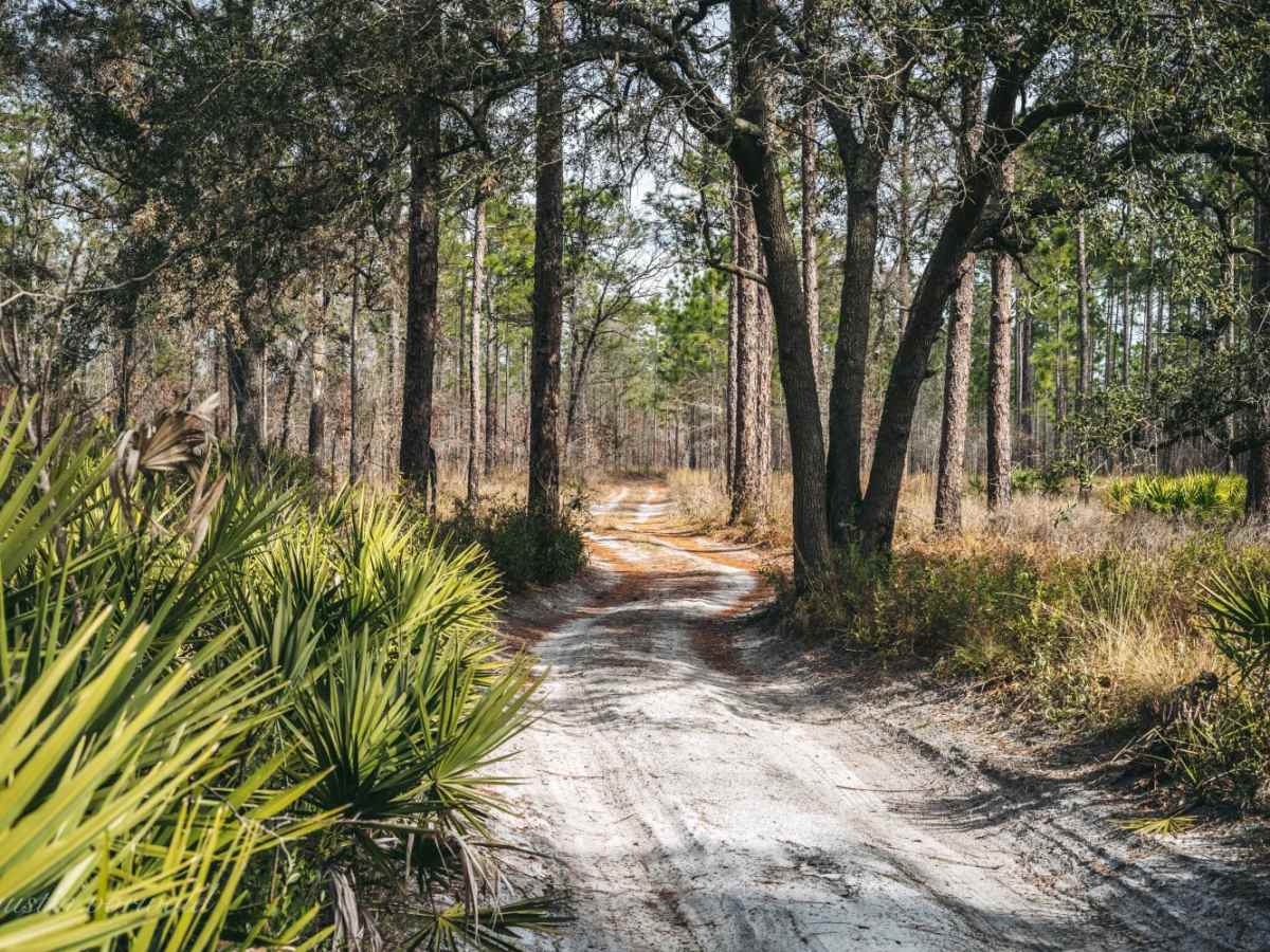 Rattlesnake Road - Jennings State Forest photo 4