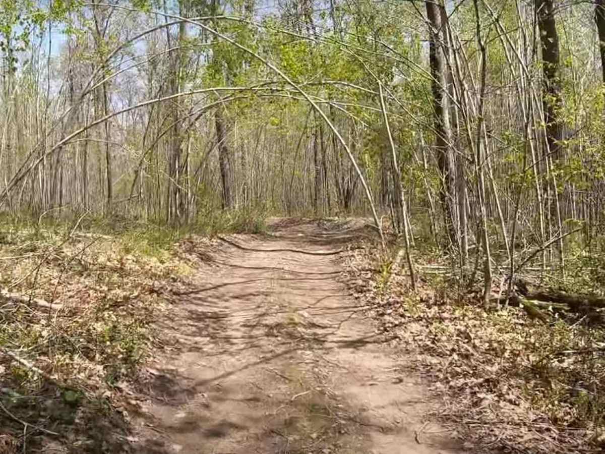 Foxy Loop 2 photo 2