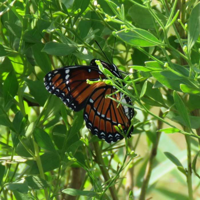 Limenitis archippus Near Sweetwater Wetlands Park