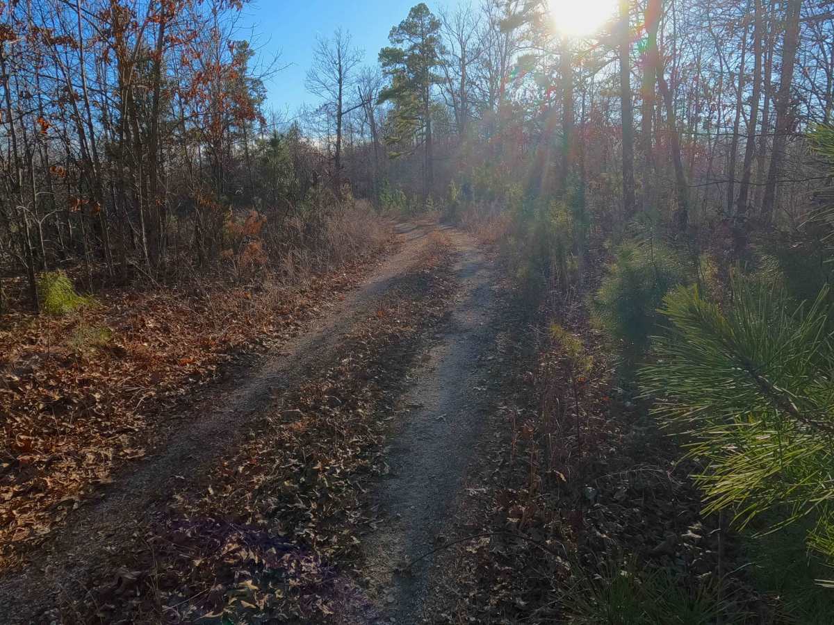 Turkey Trot - FS 2447 photo 5