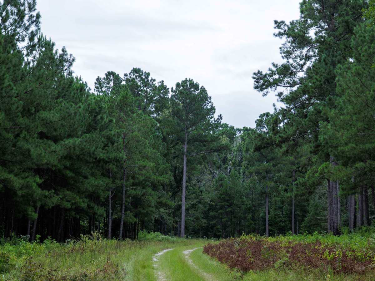 Clay Hill photo 5