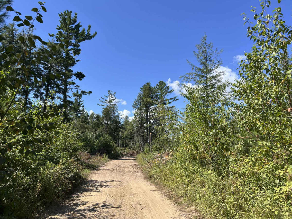 Fir -  Forest Road 13042 photo 4