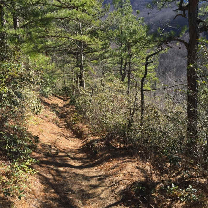 Near Lower Mount Cammerer Trail