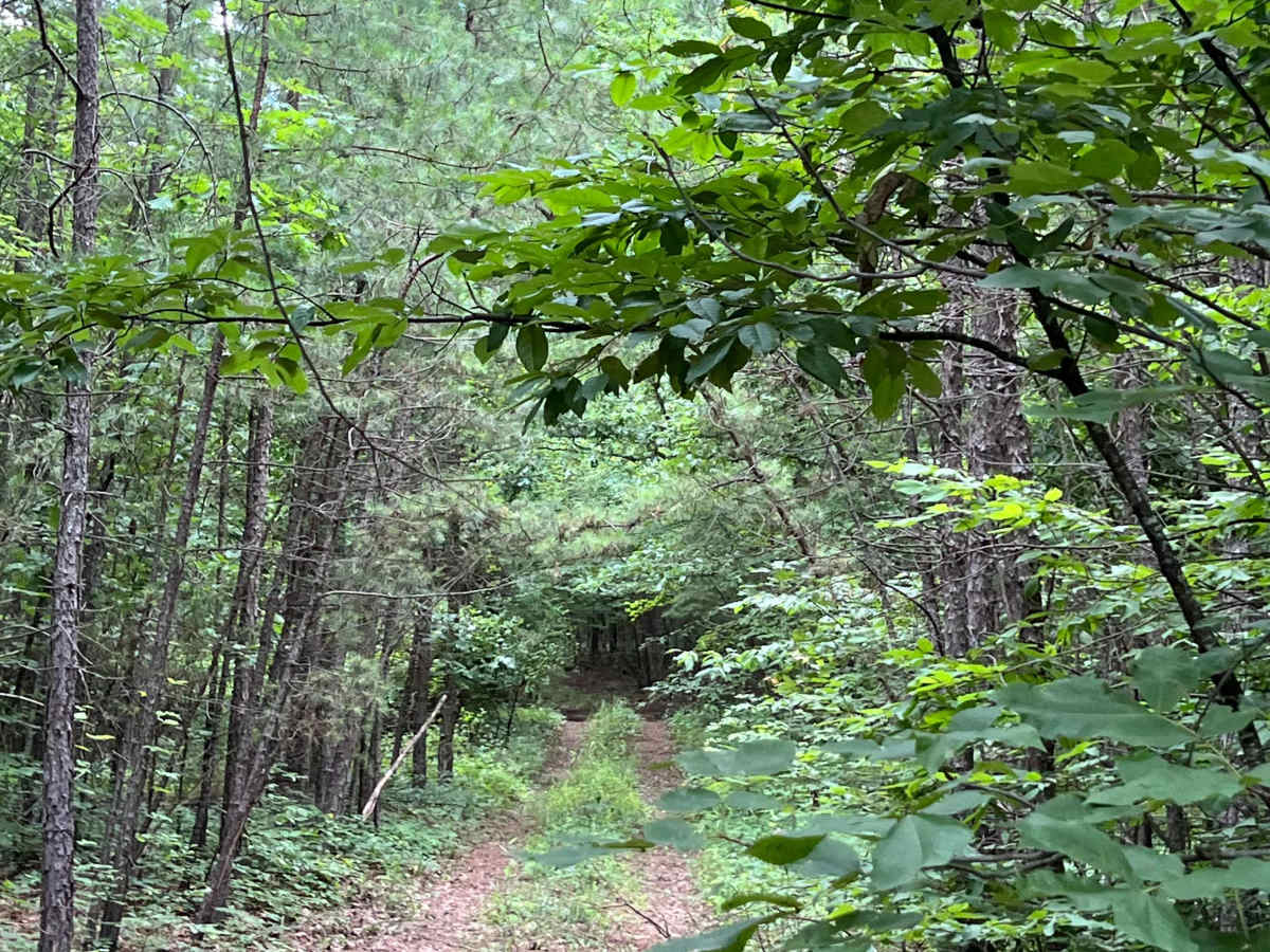 Mikles Run - FS 94364A trail photo