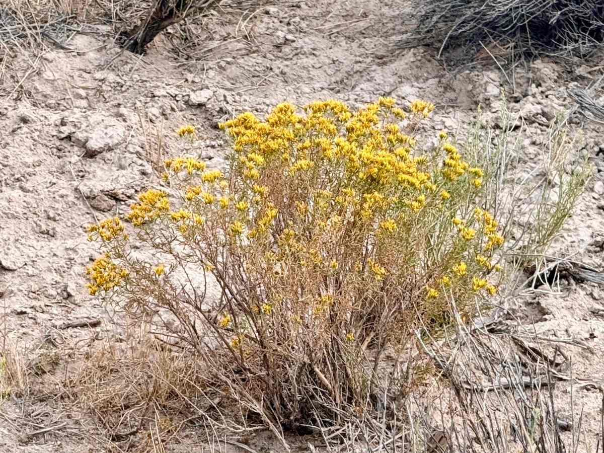 Rattlesnake Canyon photo 6