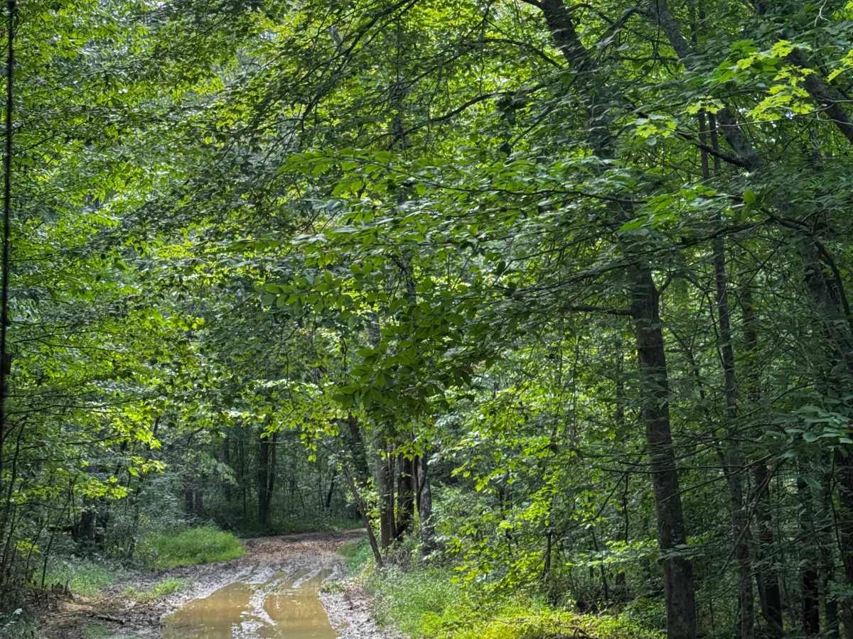 JC Trail 1 photo 2
