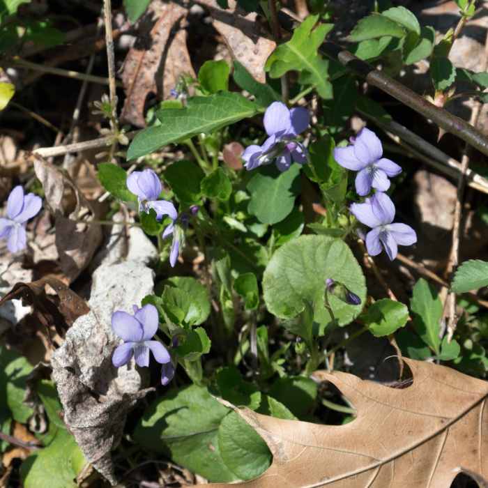 Near Jacobsburg Trail Near Jacobsburg Trail