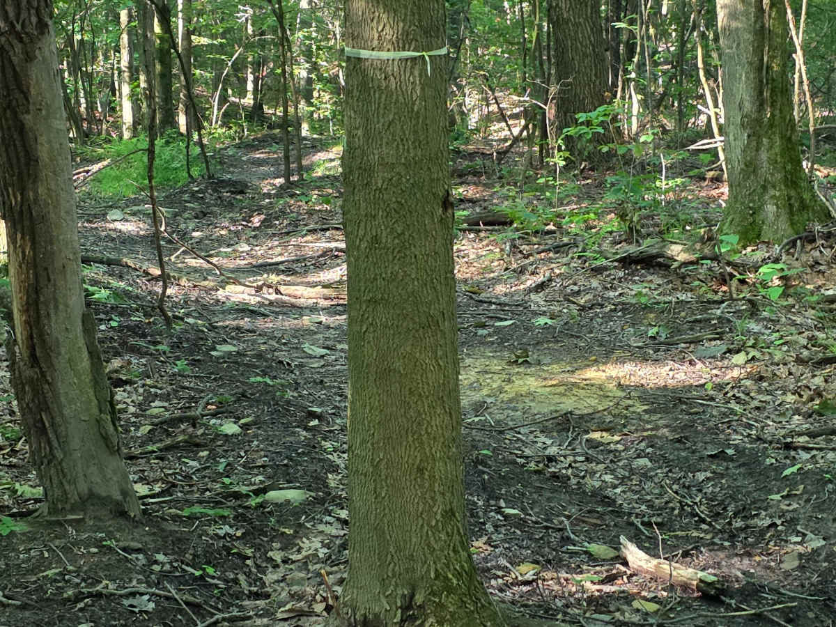 Single Track C4 photo 4
