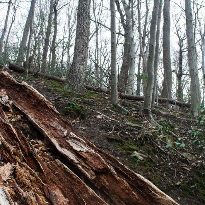 Near Wissahickon Valley Park Near Wissahickon Valley Park