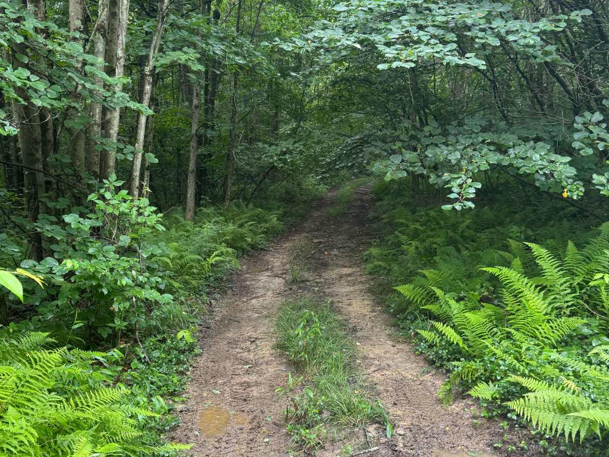 Trail 58 photo 2