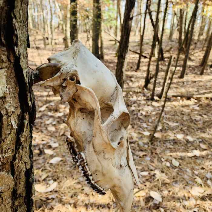 Found this gem. Near Seth Demo Forest Loop