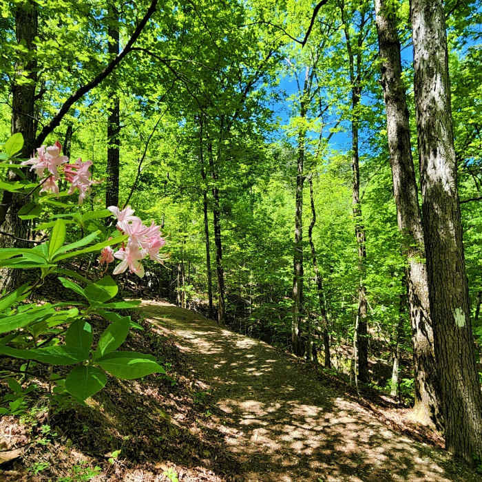 View from the trail Near Hot Springs Mountain Loop