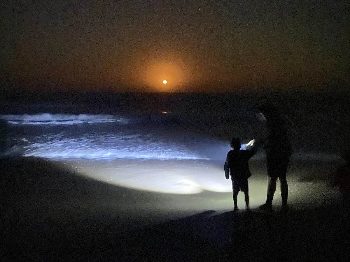 South Padre Island Access 6 photo 2