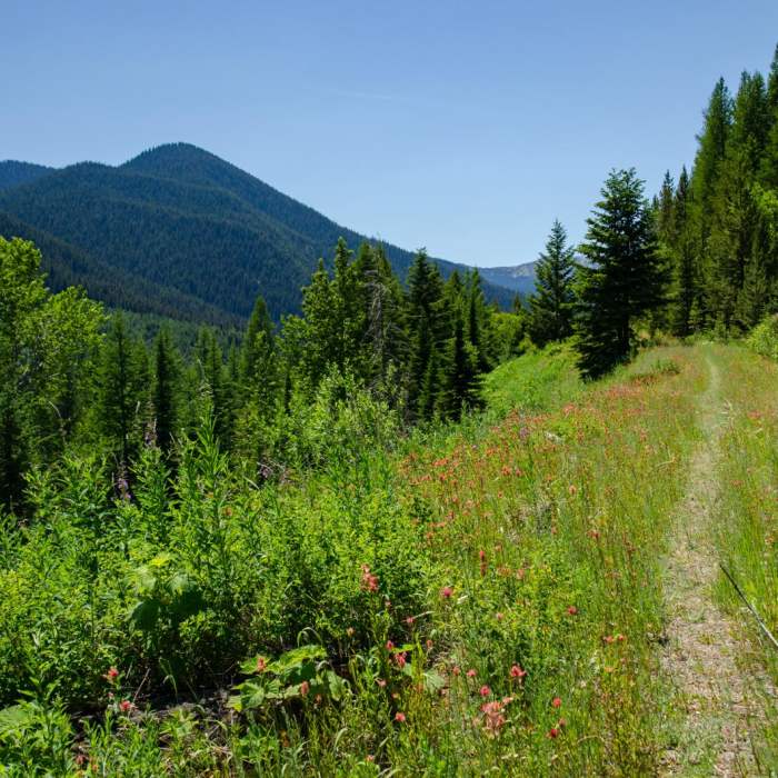 Near Pacific Northwest National Scenic Trail Section 2