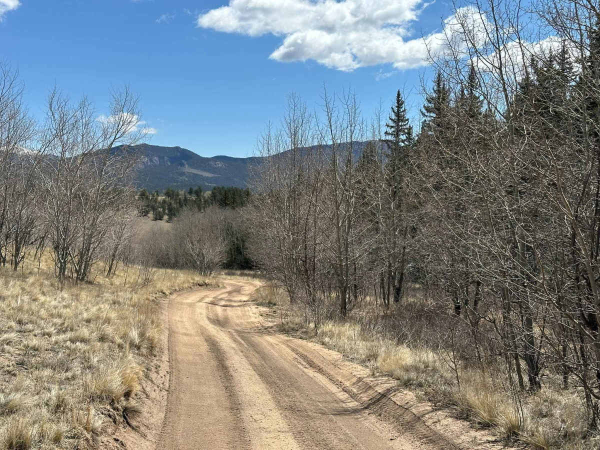 Tree Digger Road trail photo