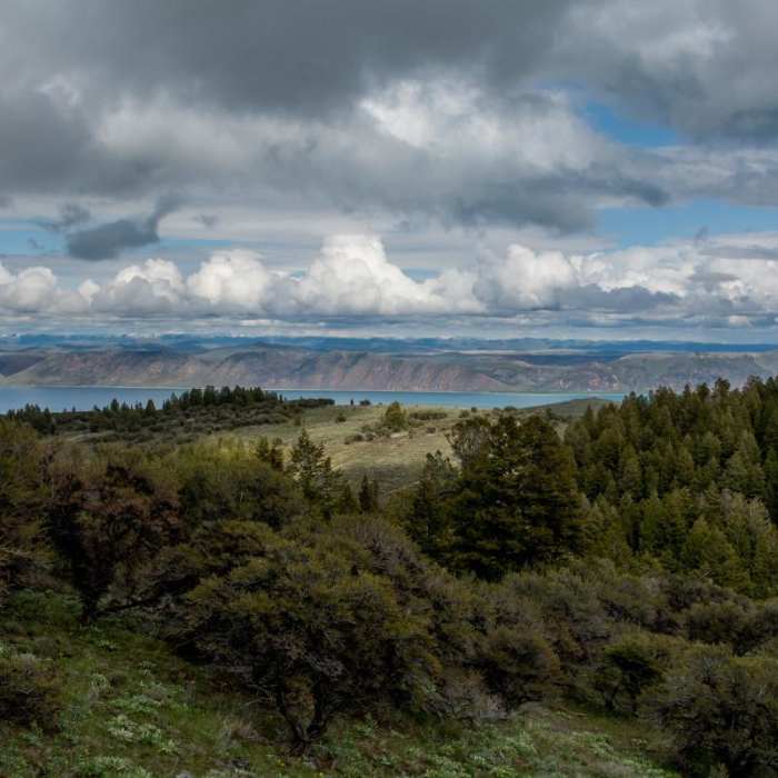 Near Limber Pine Trail