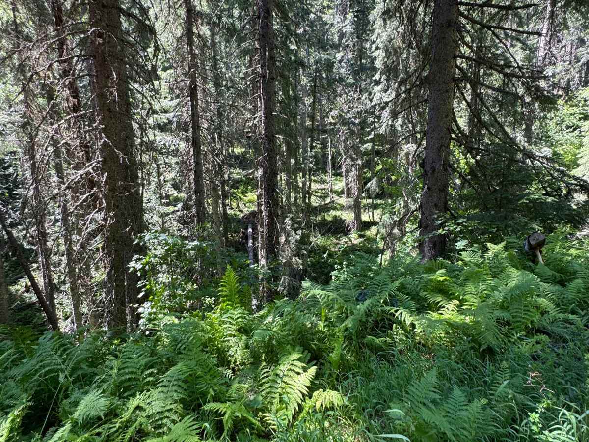 Dominion Creek photo 2