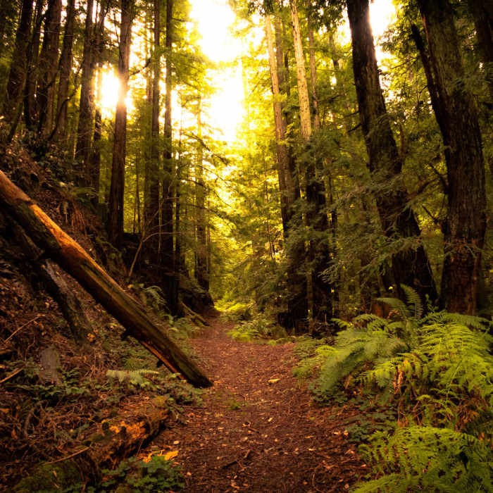Near Grabtown Gulch - Borden Hatch Mill Loop Trail