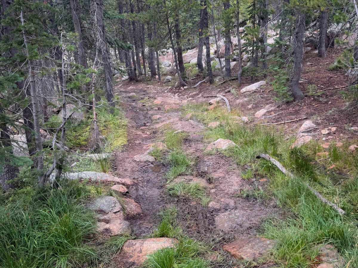 Birds Eye - FS 303  trail photo