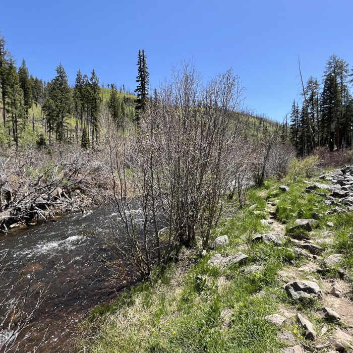Near Government Spring - West Fork Trail 94 Loop Near Government Spring - West Fork Trail 94 Loop
