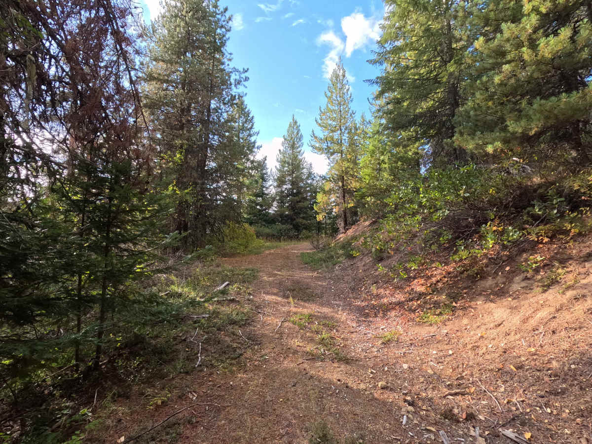 Tola - FS 461 photo 6