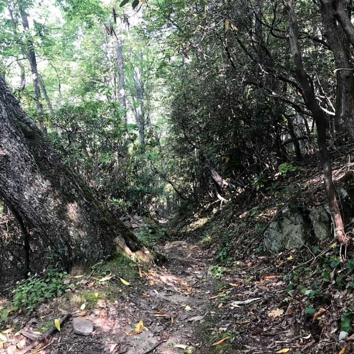 Along McKee Branch Trail. Near Cataloochee Divide Trail