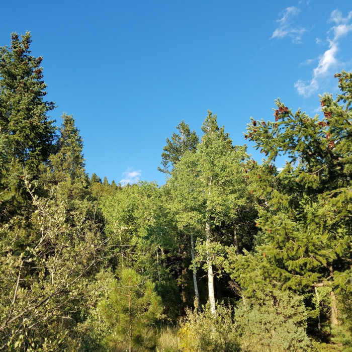 Looking toward Bergen Peak. Near Bergen Peak State Wildlife Area