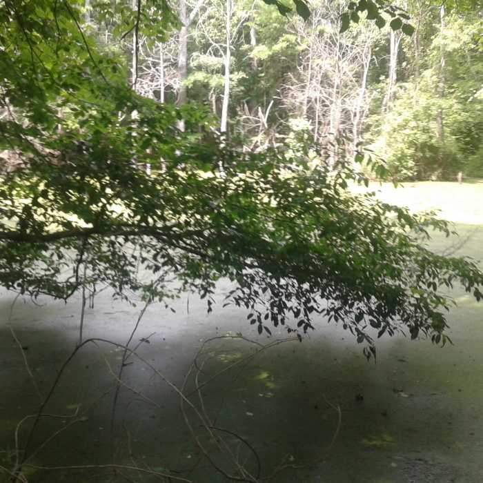 A view of the bigger pond of two at Ledge Creek Forest Conservation Trail. Now the pond provides habitat and water for wildlife. Near Ledge Creek Forest Conservation Area