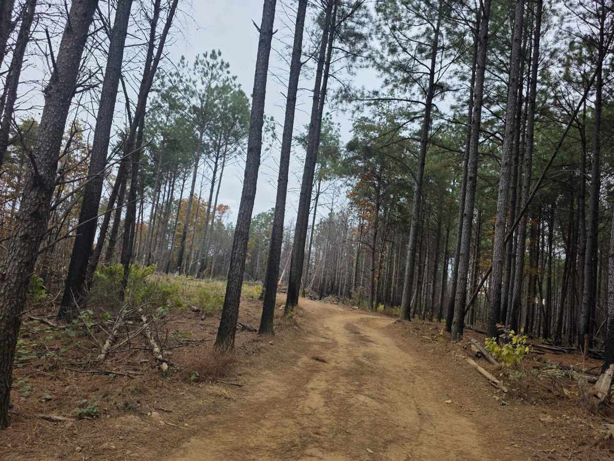 The Pines Cut Thru photo 2