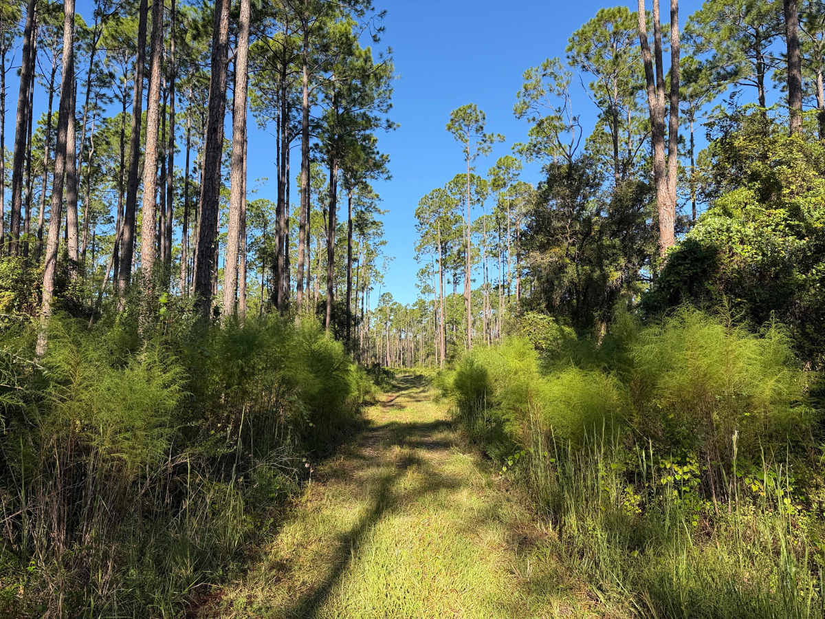 FS 266-A trail photo