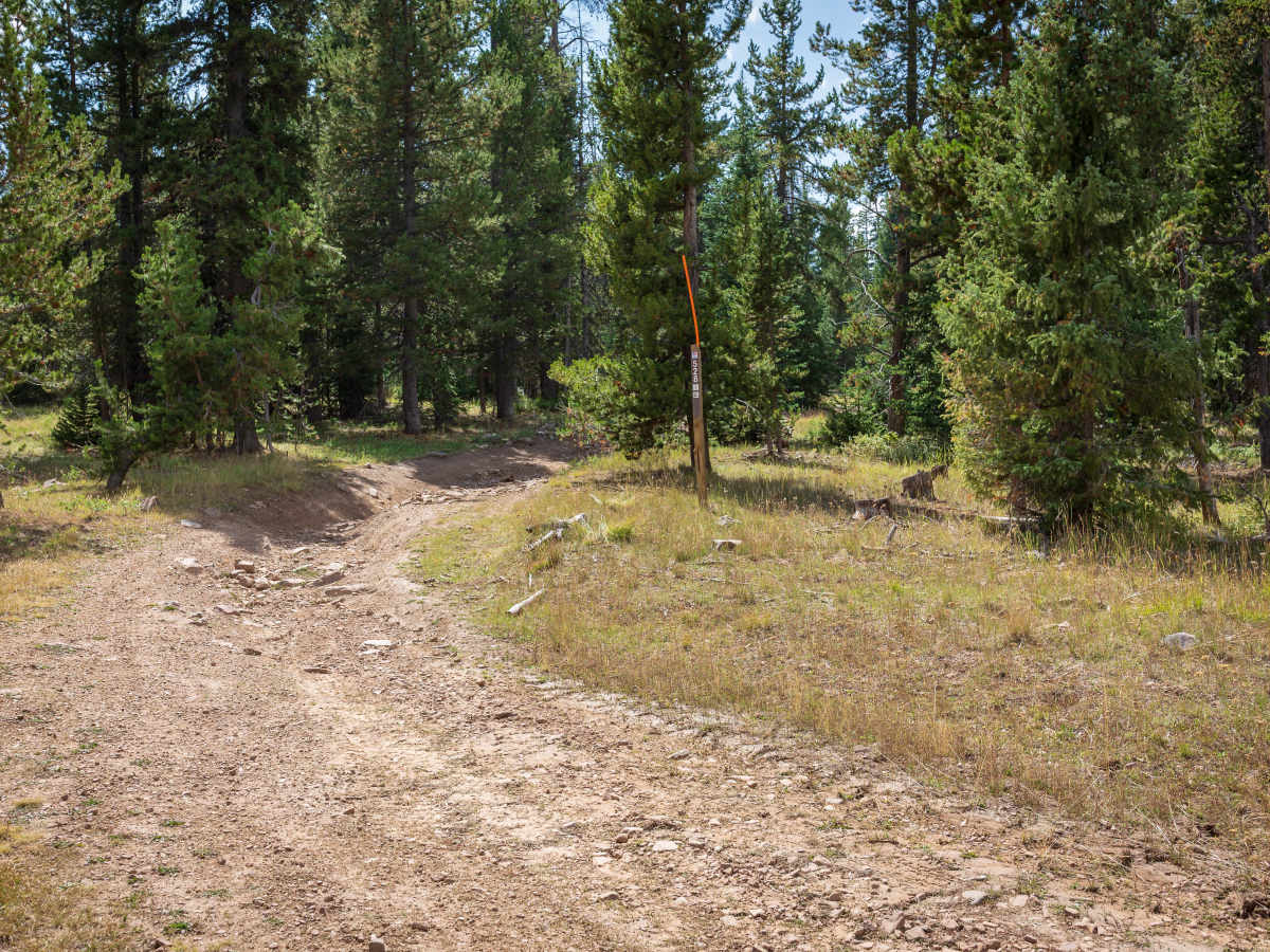 Forest Boundary - FS 70528 photo 3