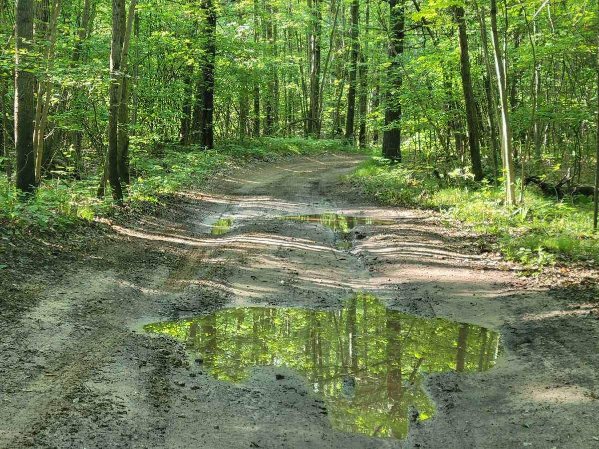 5525 Forest Road trail photo